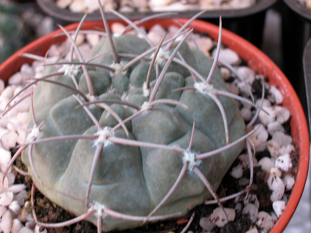 Gymno3.jpg