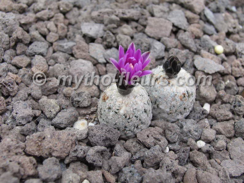 gymnocactus_valdezianus_meise.jpg