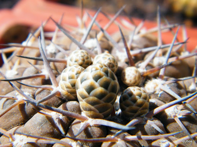 Gymnocalyc%25E2%2580%258Bium%2520Asterium%252020111119%2520002.JPG