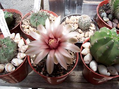 gymnocalycium%20baldianum.JPG