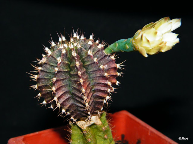 Gymnocalycium%20Mihanovichi%20079%2020100109%20001.jpg