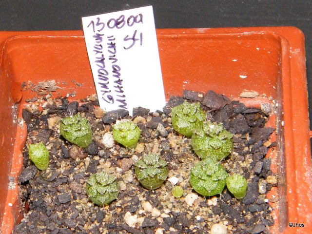 Gymnocalycium%20Mihanovichii%20054%2020091126.jpg