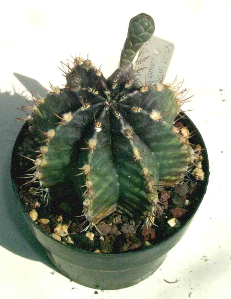 Gymnocalycium%20mihanovichii.jpg