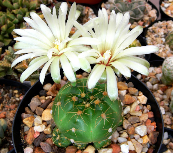 Gymnocalycium%252520angelae.jpg