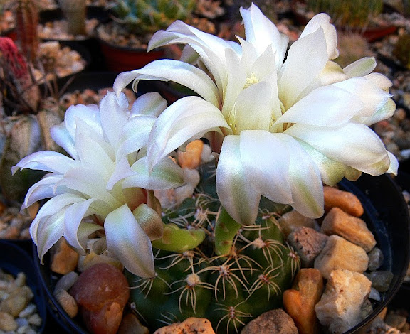 Gymnocalycium%252520erolesii.jpg