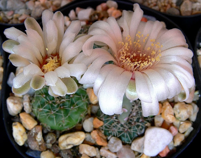 Gymnocalycium%252520rosae.jpg