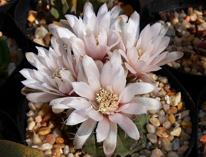 Gymnocalycium%2Bamerhauseri1.jpg