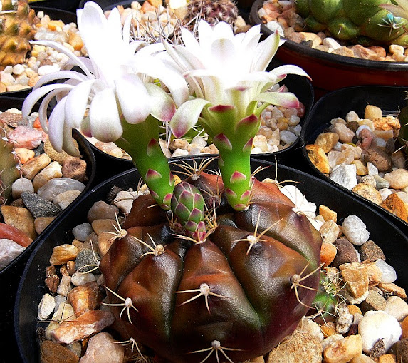 Gymnocalycium%2Banisitsii%2Bssp%2Bdamsii.jpg