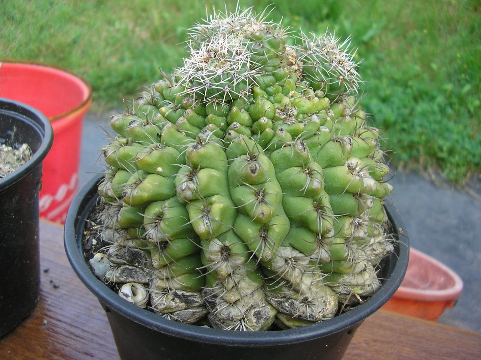 Gymnocalycium%2Bbaldianum.JPG