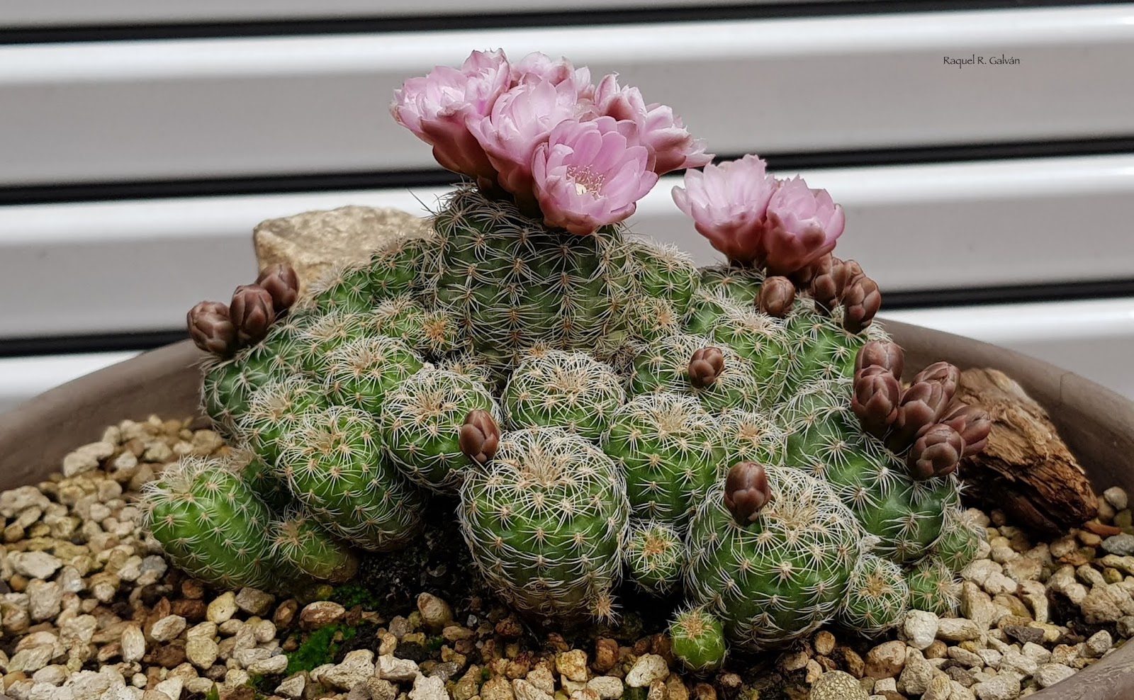 Gymnocalycium%2Bbruchii%2B0.jpg