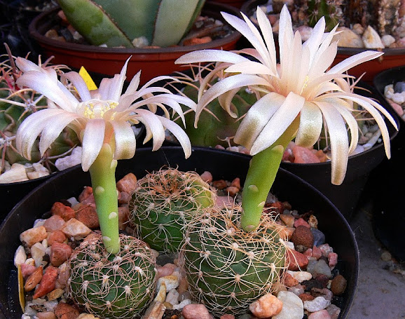 Gymnocalycium%2Bcalochlorum.jpg