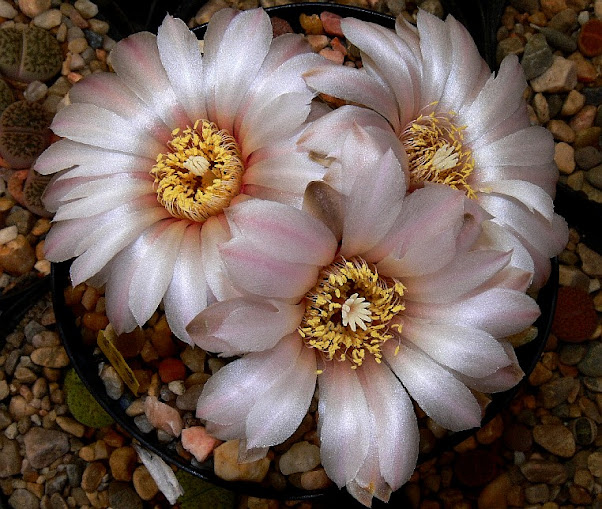 gymnocalycium%2Bgibbosum%2Bdubniorum.jpg