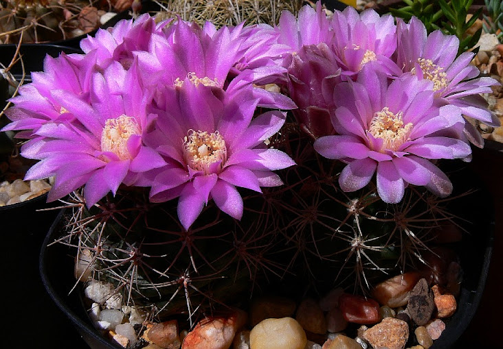 Gymnocalycium%2Bneuhuberi.jpg