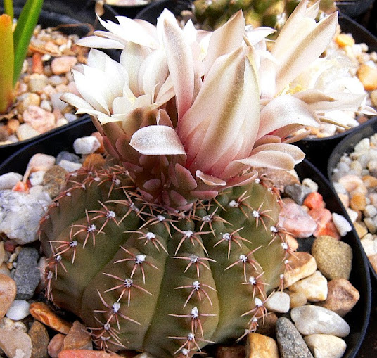 Gymnocalycium%2Bquehlianum.jpg