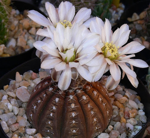 Gymnocalycium%2Bragonesei.jpg