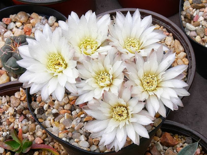 Gymnocalycium%2Btaningaense.jpg