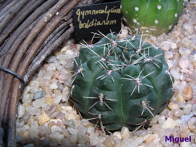 Gymnocalycium+baldianum.jpg