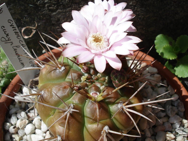 Gymnocalycium+eurypleurum.JPG