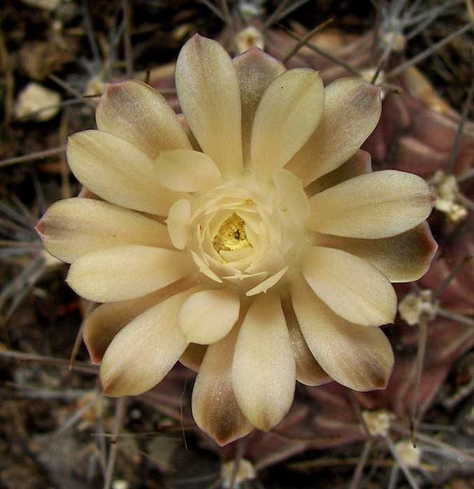 gymnocalycium.jpg