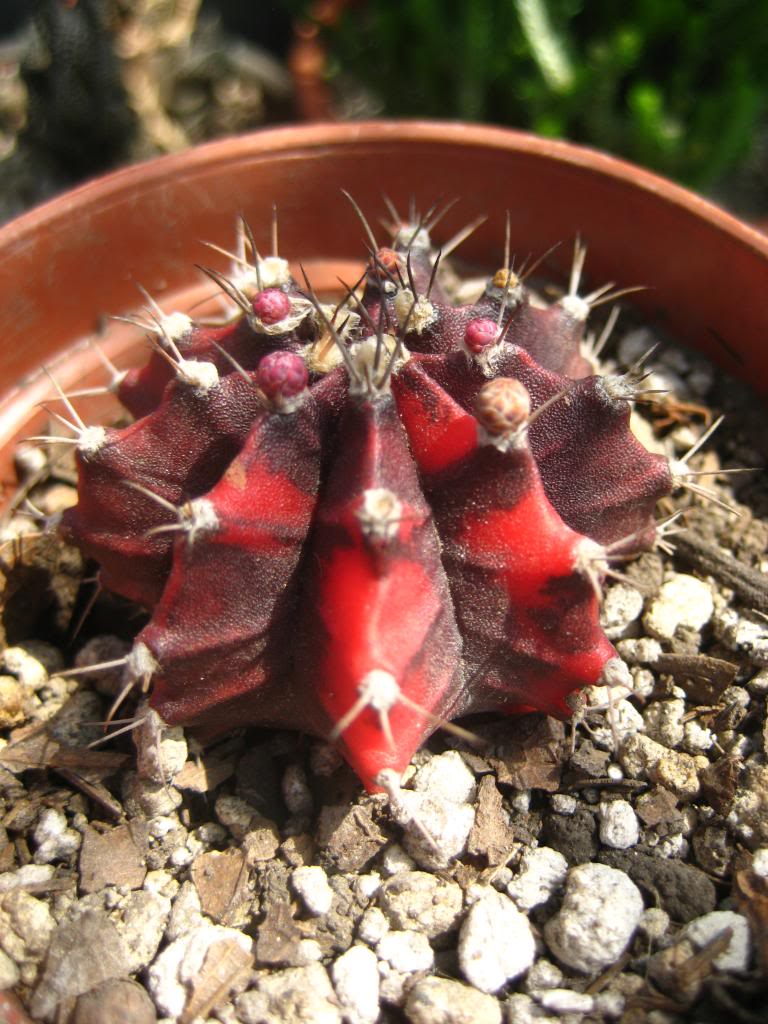 gymnocalycium.jpg
