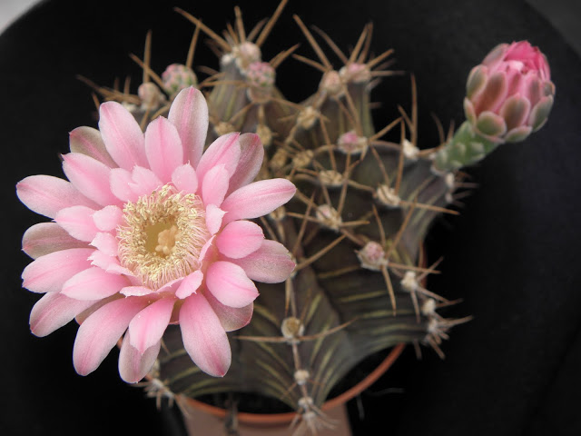 Gymnocalycium....mihanovichii%252520%2525283%252529.JPG