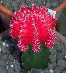 Gymnocalycium-mihanovichii.jpg