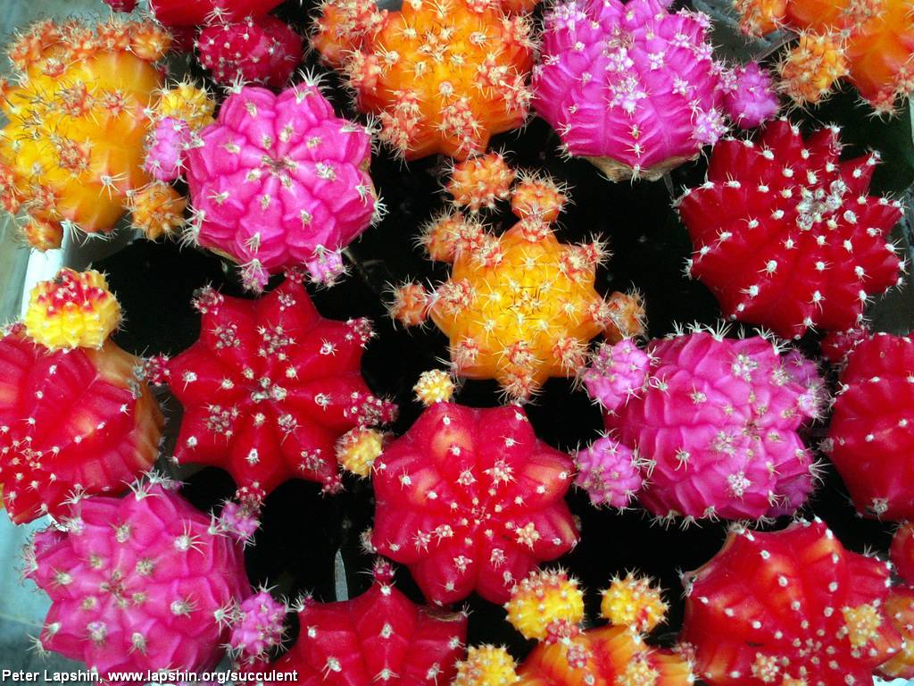 Gymnocalycium-mihanovichii-variegata0750-Lapshin2009.jpg