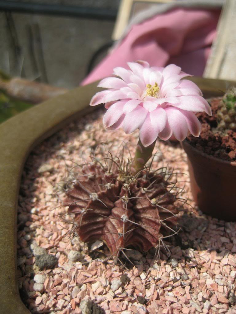 gymnocalycium2.jpg