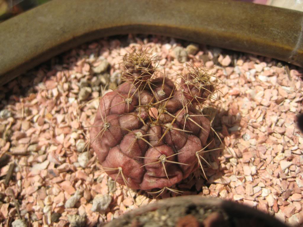 gymnocalycium4.jpg
