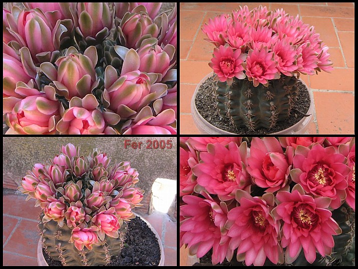 Gymnocalycium_baldianum_2005.jpg