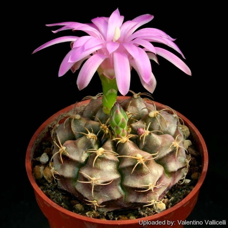 Gymnocalycium_damsii_var._tucavocense_13064_l.jpg