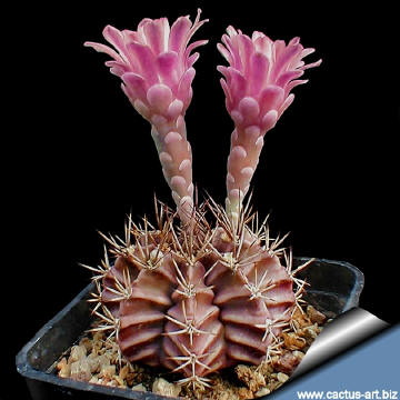 Gymnocalycium_friedrichii_L373_Laguna_N_Charagua_600m_810_small.jpg