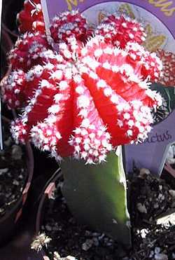 Gymnocalycium_Hibotan.jpg