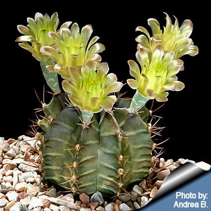 Gymnocalycium_mihanovichi_andrea.jpg