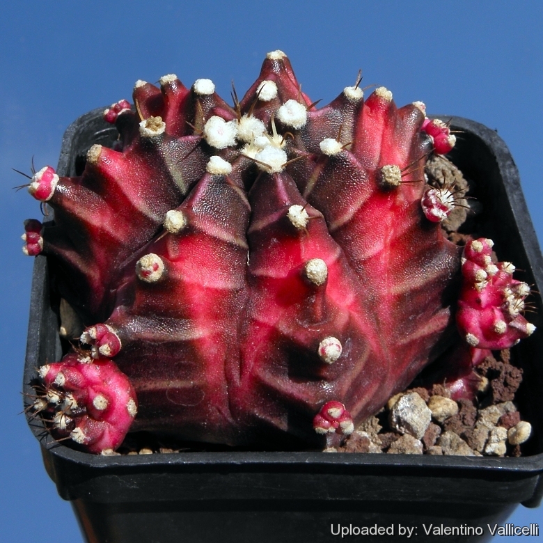 Gymnocalycium_mihanovichii_cv._Hibotan_8748_l.jpg