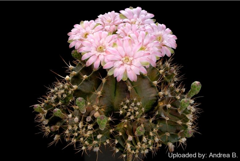 Gymnocalycium_mihanovichii_var._friedrichii_2681_l.jpg