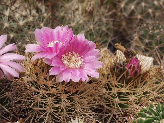 Gymnocalycium_neuhuberi1.jpg