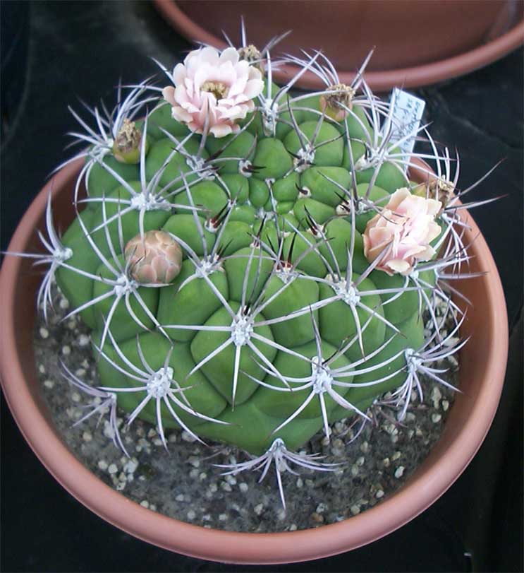 Gymnocalycium_saglione.jpg