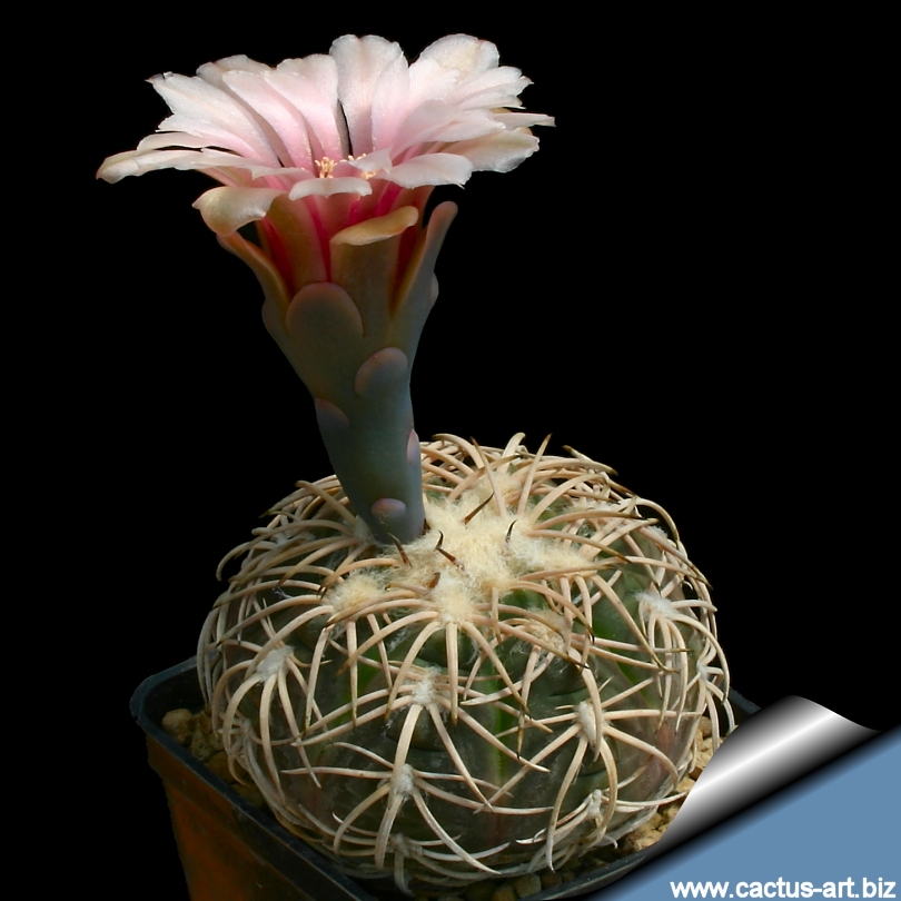 Gymnocalycium_spegazzinii_810.jpg