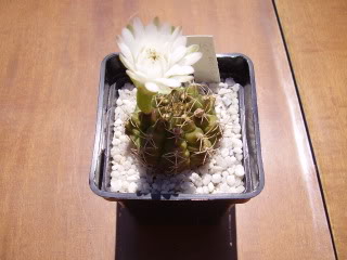 Gymnocalyciumanisitsiiflor20091.jpg
