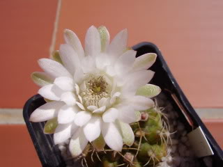 Gymnocalyciumanisitsiiflor20094.jpg