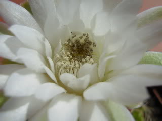 Gymnocalyciumanisitsiiflor20095.jpg