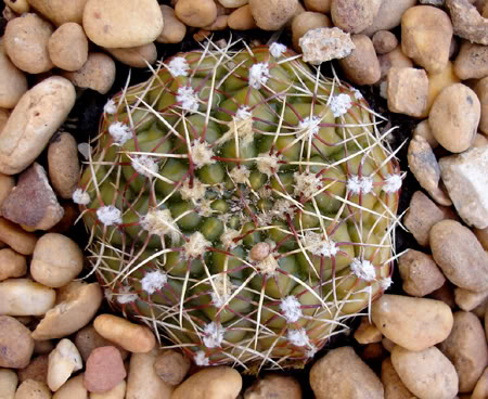 gymnocalyciumbaldianum06_2008.jpg