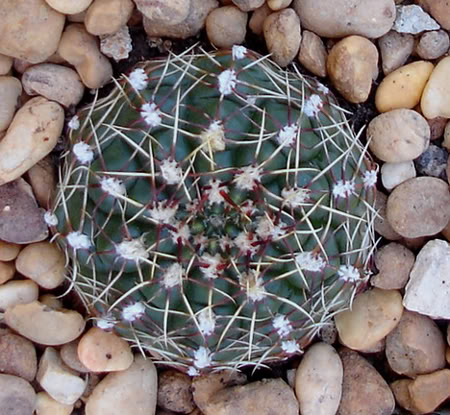 gymnocalyciumbaldianum07_2008a.jpg