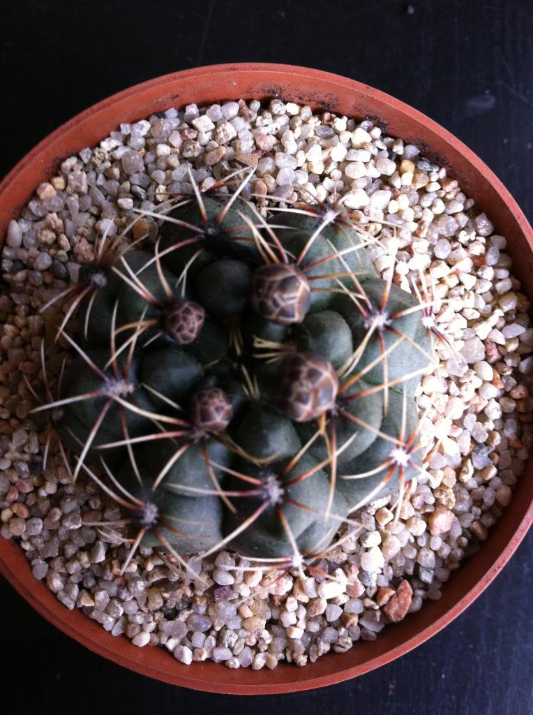 gymnocalyciumbaldianum_zpsd2f37af8.jpg