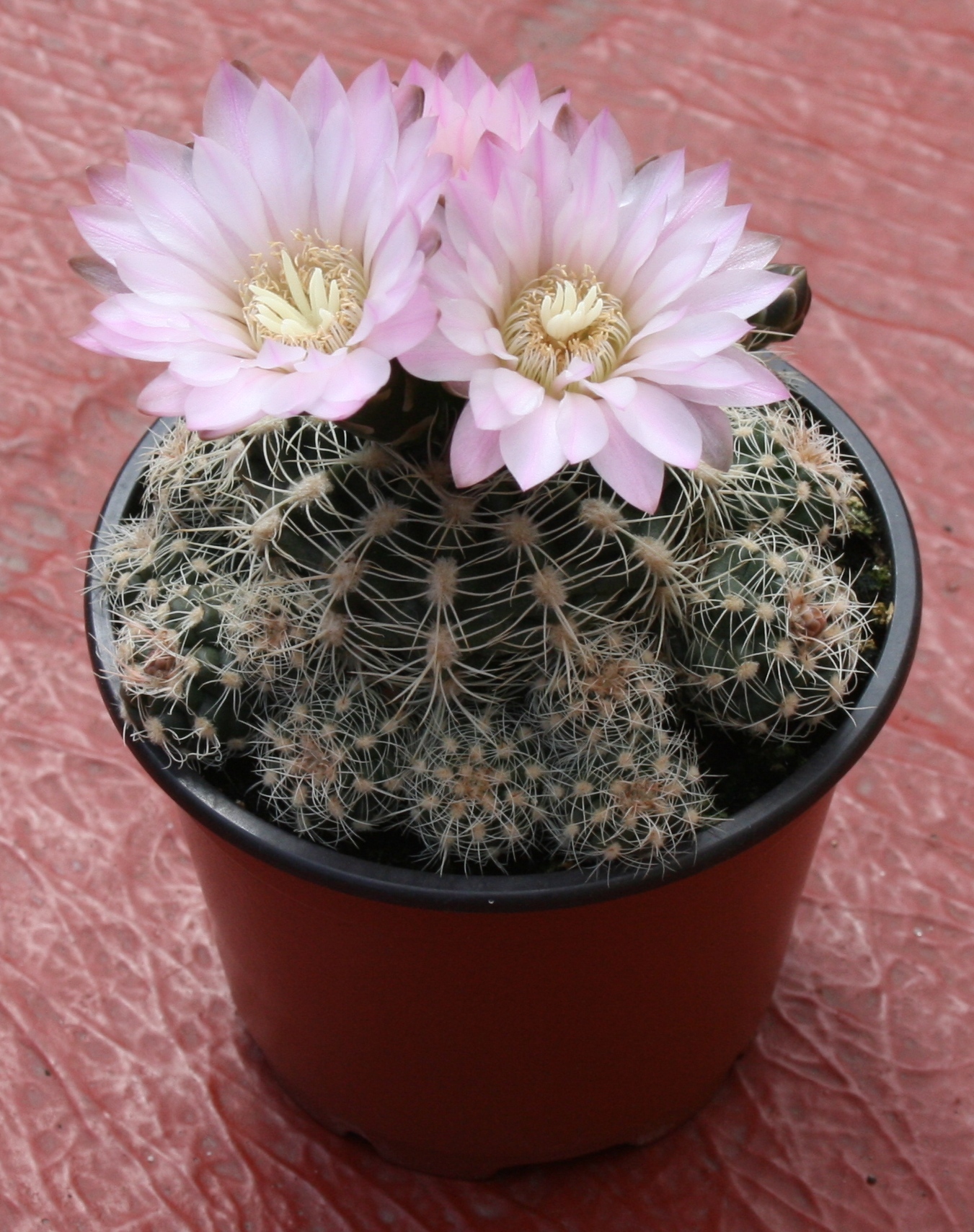 Gymnocalyciumbruchii.jpg