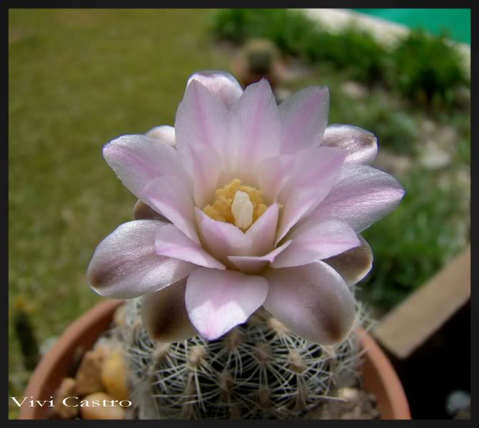 Gymnocalyciumbruchii-sept2011.jpg