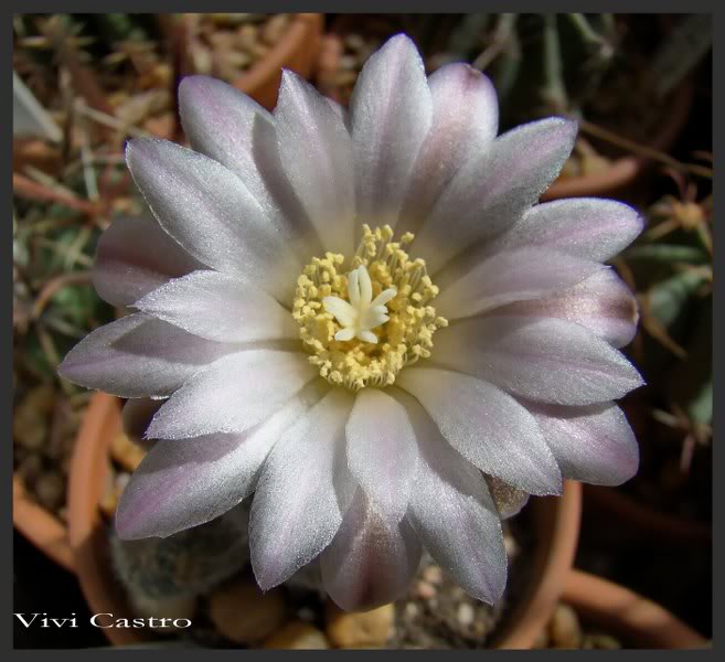 Gymnocalyciumbruchii-sept20114.jpg