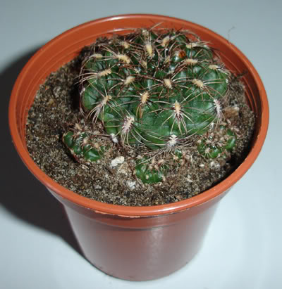 gymnocalyciumbruchii11_07.jpg