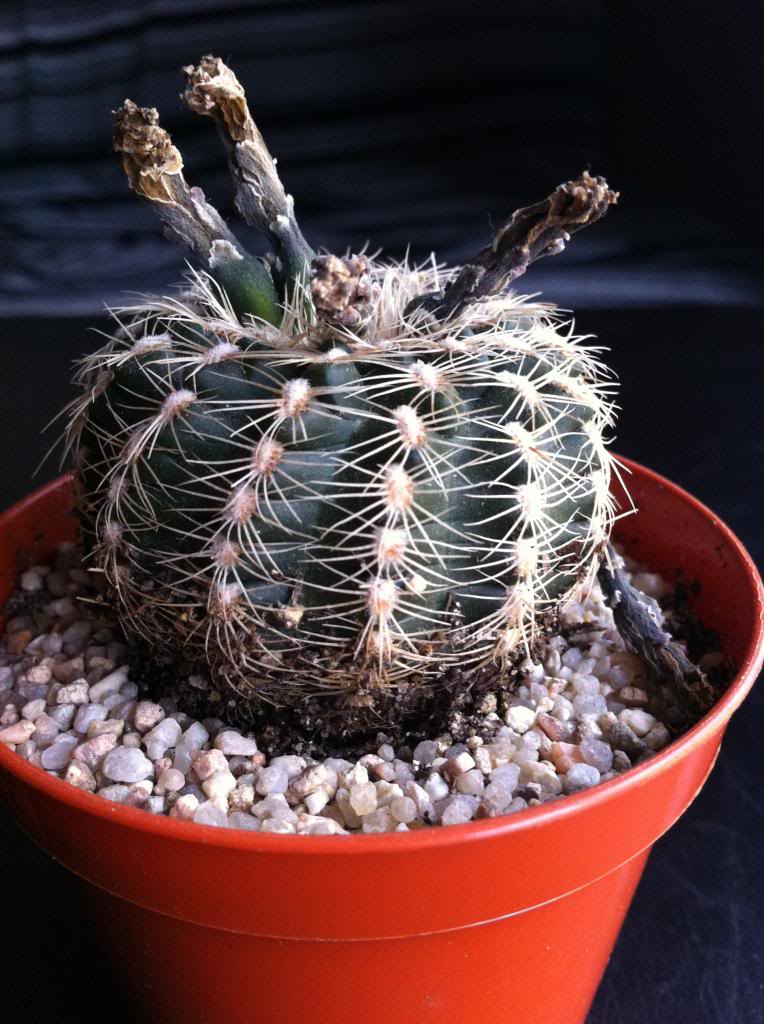 gymnocalyciumbruchii2_zpsd126ebb4.jpg